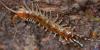 Lithobius variegatus